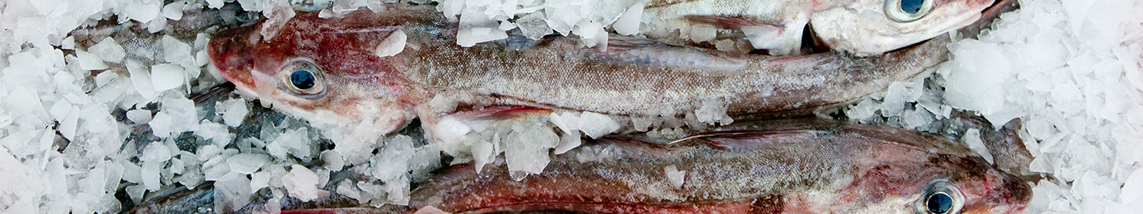 freshly caught fish on ice